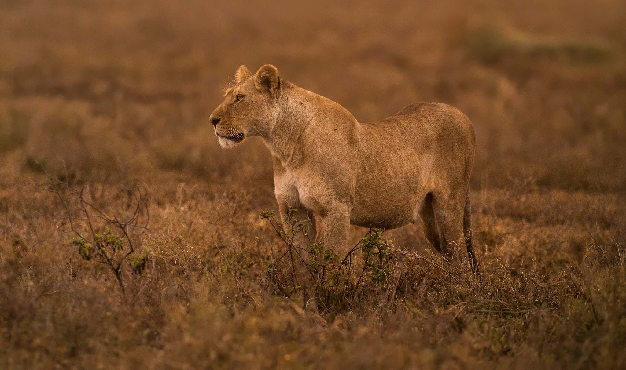 Tanzania Book